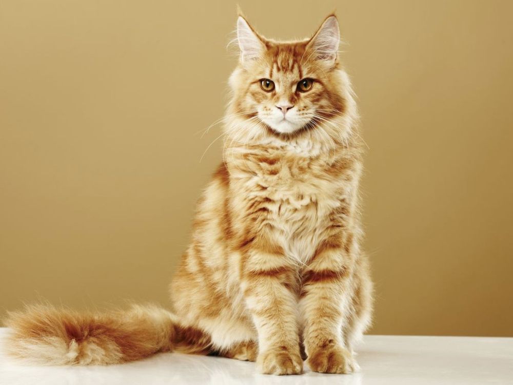 Характер породы мейн-кун, описание поведения, повадки и темперамент мейн-кунов  | Кошки - кто они?