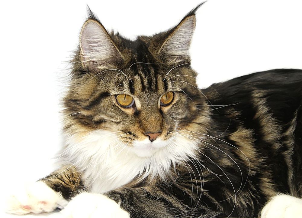 История происхождения породы мейн-кун, возникновение кошек мейн-кунов |  Кошки - кто они?