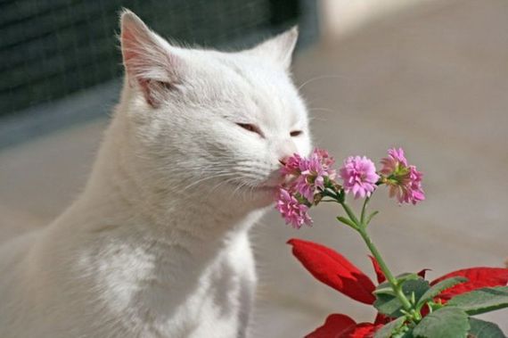Запахи отпугивающие кошек, какой запах не переносят кошки, почему кошка  любит запах пота | Кошки - кто они?