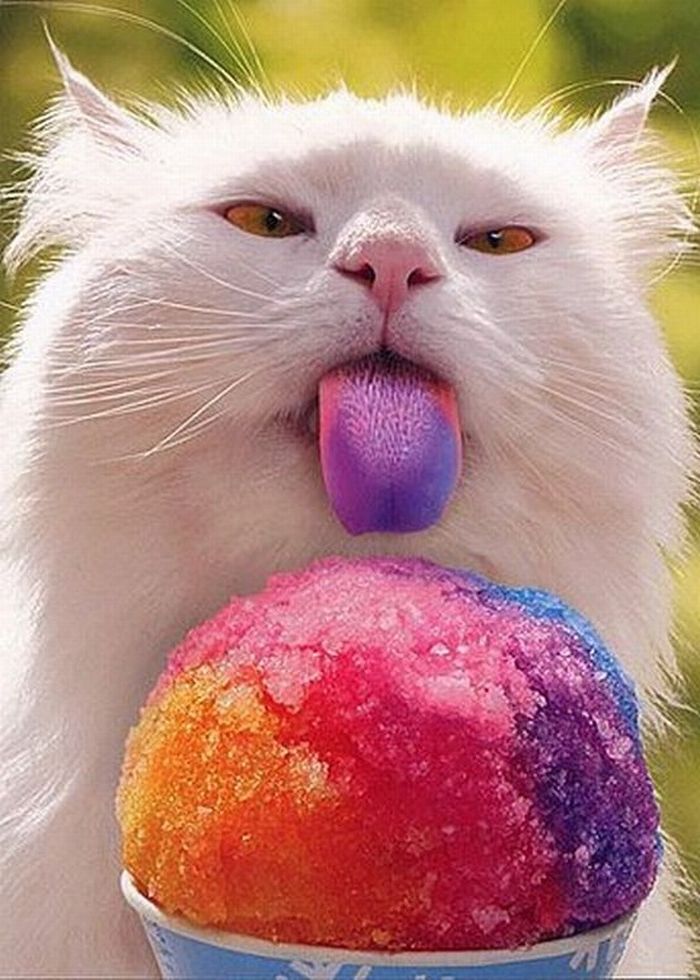 почему кошки любят сладкое