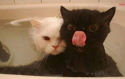 Как правильно мыть кошку и при какой температуре, как часто мыть котов,  можно ли мыть котят, каким шампунем помыть кошку | Кошки - кто они?