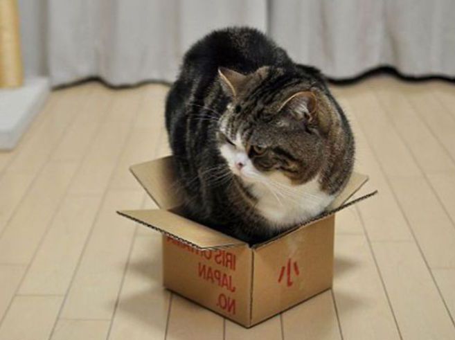 Почему кошки любят коробки и пакеты, кот прыгает и залезает в коробку, фото  котов в коробках | Кошки - кто они?
