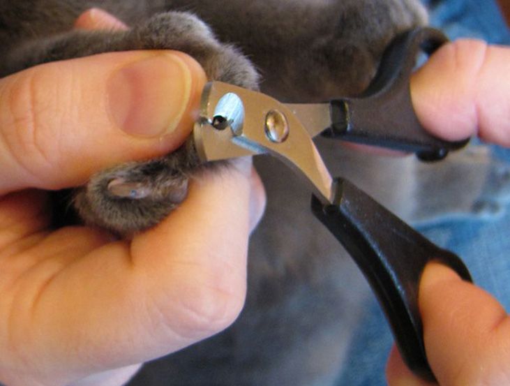 Как подстричь когти кошке правильно, можно ли стричь и как часто, стрижка  когтей | Кошки - кто они?