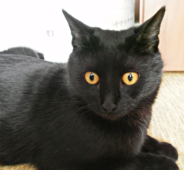 Бомбейская кошка: фото, описание породы и цена - Информация и советы
