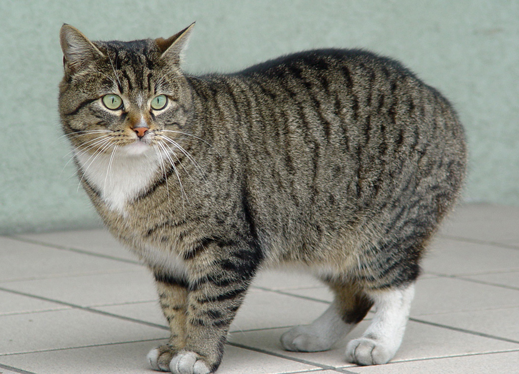 Европейская короткошерстная кошка фото, коты и котята европейской породы,  характер, уход | Кошки - кто они?