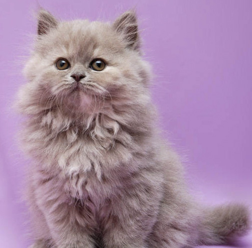 Хайленд страйт, котята, фото, шотландская длинношерстная порода | Кошки -  кто они?