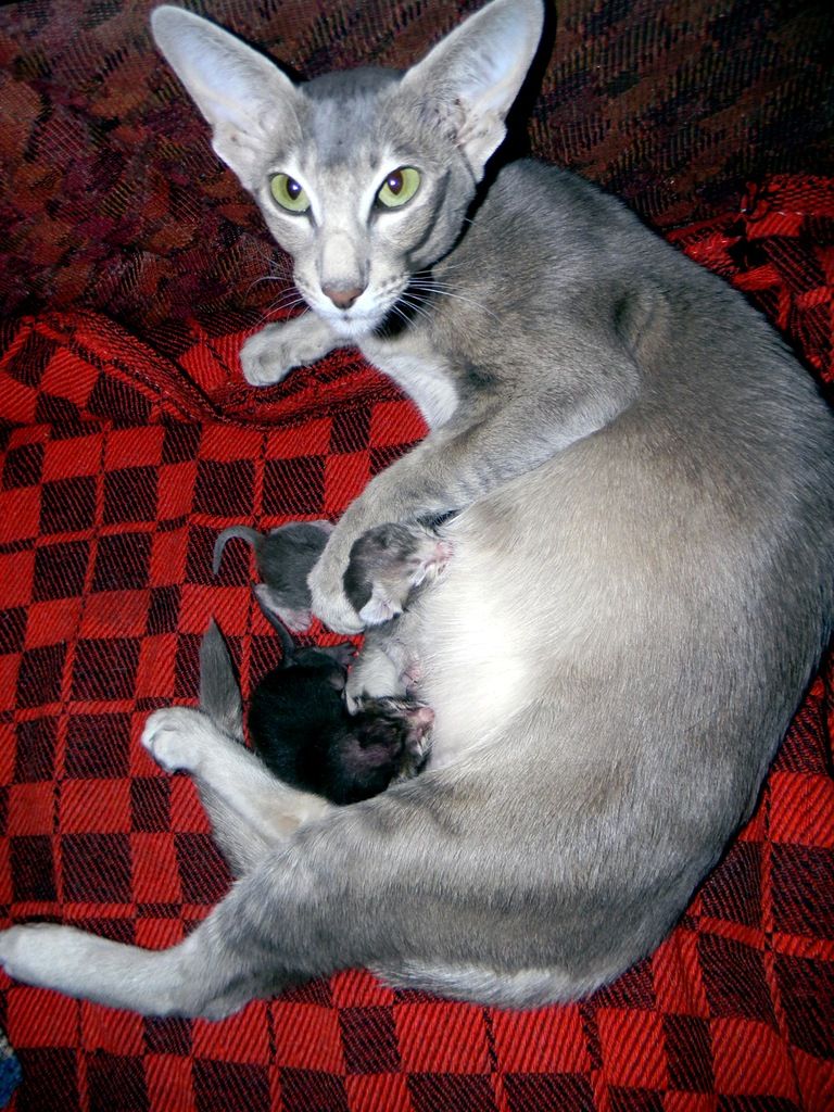 бенгальская кошка беременность и роды