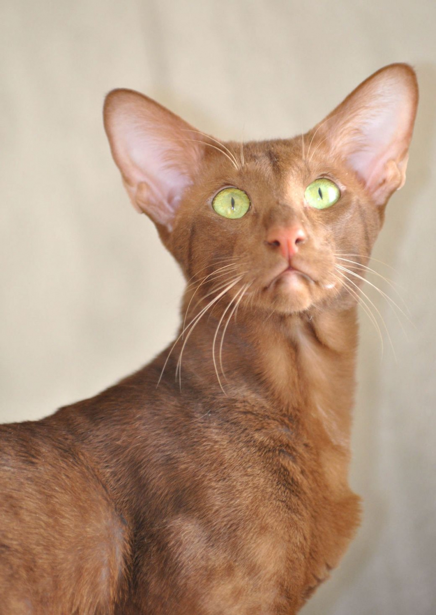 Ориентальная порода кошек описание и фото, продолжительность жизни, отзывы  владельцев | Кошки - кто они?