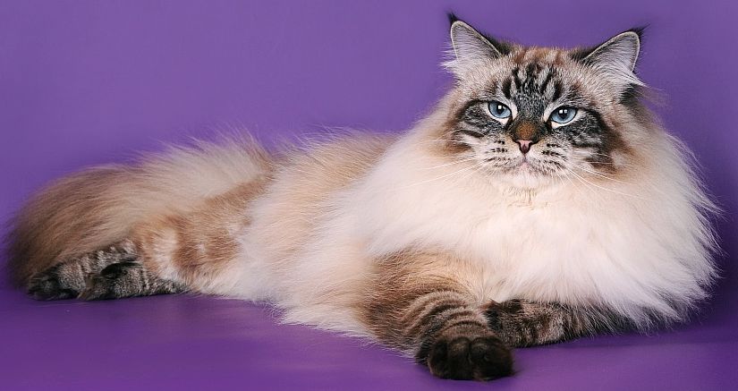 Окрасы невской маскарадной кошки, фото, поинты, рыжие, голубые | Кошки -  кто они?