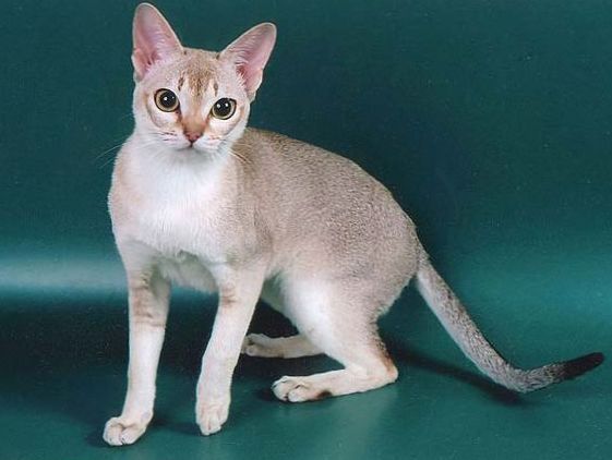 Сингапурская кошка, фото, цены, купить сингапурского котенка, характер  породы сингапура, питомники | Кошки - кто они?