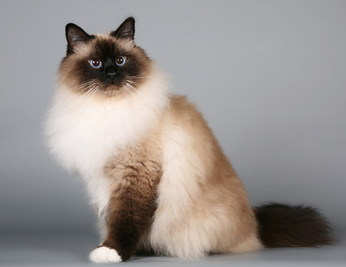 Порода кошек священная бирма, фото котят, характер бирманской кошки,  питомники | Кошки - кто они?