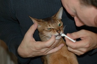 чистка зубов у кошек