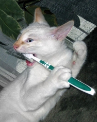чистят ли кошкам зубы