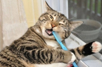 как кошке чистить зубы