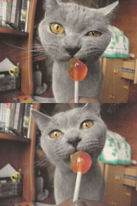 кошка любит сладкое