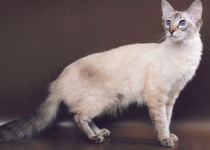балинезийский кот