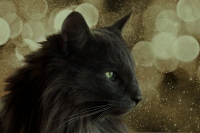 норвежская лесная кошка черная