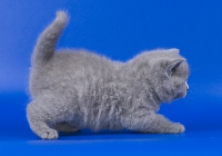 шотландский голубой котенок 