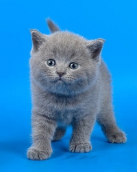 британский котенок голубого окраса