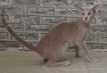 ориентальная кошка мраморный окрас