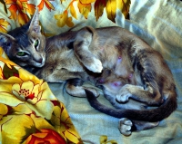 ориентальная кошка беременность