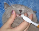 уход за зубами котенка