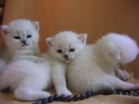 котята от вязки британских кота и кошки