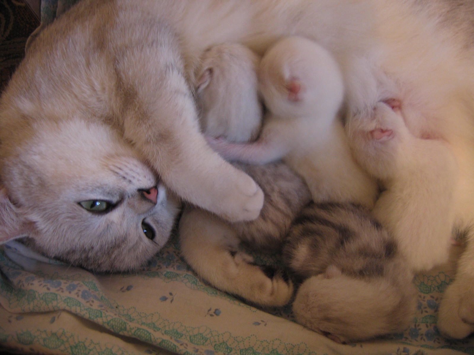 Роды у кошек, помощь при родах, британская кошка перед и после родов,  признаки родов у кошки, осложнения при родах, поведение кошки | Кошки - кто  они?