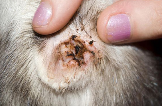 Ушной клещ у кошек – лечение, особенности и фото